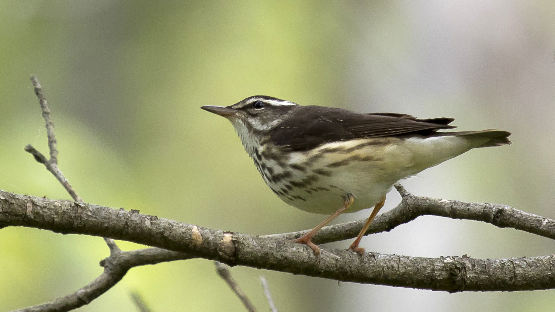 wildLouisianaWaterthrush-18-w.jpg